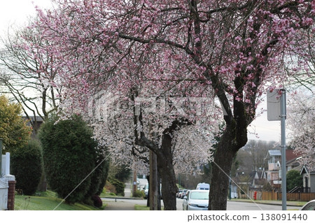 Beautiful Flowering Japanese Plum Trees On Neighborhood Street 138091440