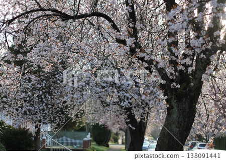 Beautiful Flowering Japanese Plum Trees On Neighborhood Street 138091441