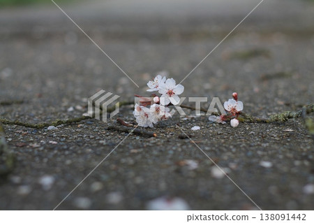 Japanese Flowering Plum Twig On Sidewalk Japanese Flowering Plum Twig On Sidewalk 138091442