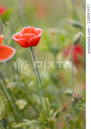 橙色罌粟花和可愛的花苞_垂直圖 138091457