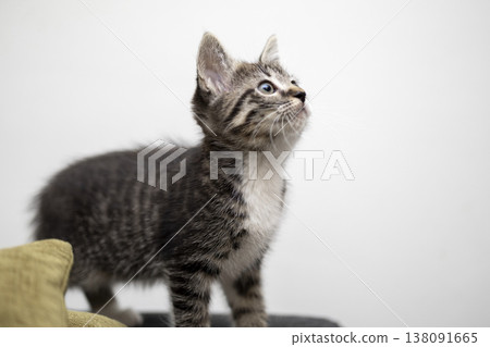 Curious kitten exploring its surroundings in a cozy indoor space on a bright afternoon Curious kitten exploring its surroundings in a cozy indoor space on a bright afternoon 138091665