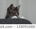 Curious kitten watches intently from the edge of a couch during a cozy afternoon at home 138091666