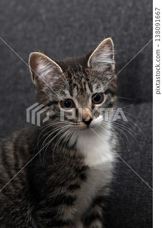 Playful kitten exploring a cozy living room on a sunny afternoon 138091667