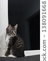 Curious kitten gazes out the window on a quiet evening in a cozy room 138091668