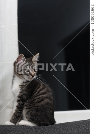 Curious kitten gazes out the window on a quiet evening in a cozy room Curious kitten gazes out the window on a quiet evening in a cozy room 138091668