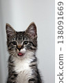 Curious kitten sticks out its tongue with playful mischief in a cozy indoor space during a sunny afternoon 138091669