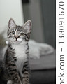 Curious kitten explores a cozy indoor space full of warmth and comfort in the evening hours 138091670