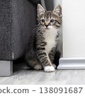 Playful tabby kitten explores cozy living room corners on a sunny afternoon 138091687