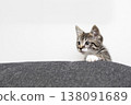 Curious little kitten peeking over a cozy gray couch in a bright living room filled with playful energy and warmth 138091689