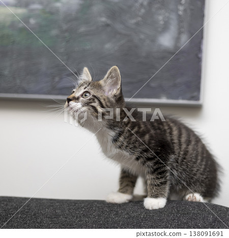 Curious kitten explores a cozy living room while gazing at a modern artwork on the wall 138091691