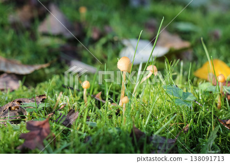 Little Brown Mushrooms In A Moist Lawn Little Brown Mushrooms In A Moist Lawn 138091713