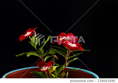 agriculture, appetizing, background, beautiful, black, close-up, closeup, color, cooking, crispum, dew, drops, food, fresh, freshness, garden, green, growing, healthy, juicy, leaf, leaves, natural, agriculture, appetizing, background, beautiful, black, close-up, closeup, color, cooking, crispum, dew, drops, food, fresh, freshness, garden, green, growing, healthy, juicy, leaf, leaves, natural, 138091840