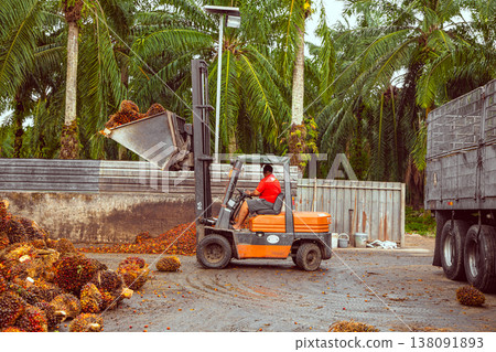 worker operates a forklift to unload harvested palm oil fruit worker operates a forklift to unload harvested palm oil fruit 138091893
