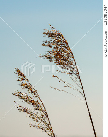 Minimalist reeds swaying in early spring breeze against soft blue sky natural background scene 138092044