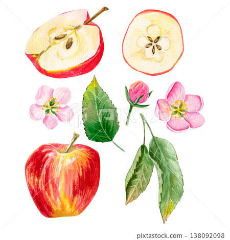 watercolor hand drawn set with juicy red apple, slices and pink flowers and bud, green leaves on a branch  138092098