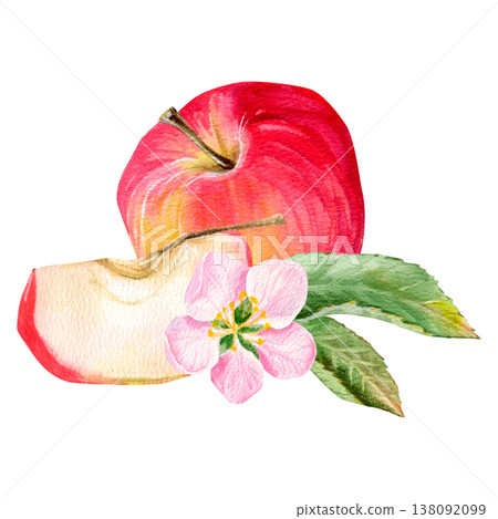 A high-quality, hand-drawn composition with a juicy red apple and half and slice with flower and leaves 138092099