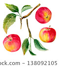 watercolor hand drawn set with three juicy red apples and green leaves on a branches  138092105