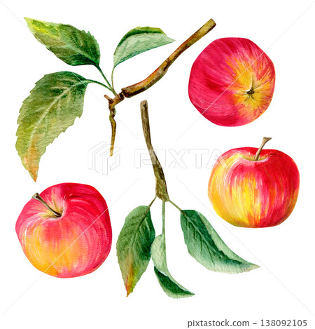 watercolor hand drawn set with three juicy red apples and green leaves on a branches watercolor hand drawn set with three juicy red apples and green leaves on a branches 138092105