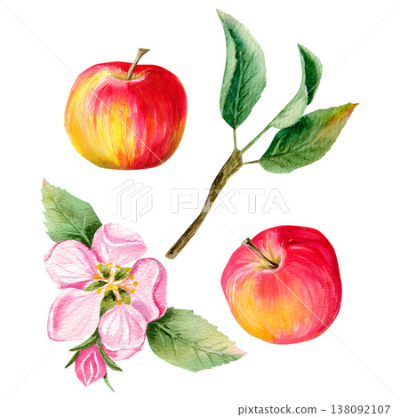 watercolor hand drawn set with two juicy red apples and pink flower and bud, green leaves on a branch watercolor hand drawn set with two juicy red apples and pink flower and bud, green leaves on a branch 138092107