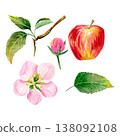 watercolor hand drawn set with juicy red apple and pink flower and bud, green leaves on a branch  138092108
