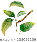 Watercolor hand drawn set with leaves and branch with leaves. Delicate, natural shades of green, light watercolor texture 138092109
