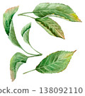 Watercolor hand drawn set with leaves and branch with leaves. Delicate, natural shades of green, light watercolor texture 138092110