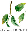 Watercolor hand drawn set with leaves and branch with leaves. Delicate, natural shades of green, light watercolor texture 138092111