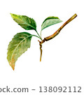 Watercolor hand drawn illustration of branch with leaves. Delicate, natural shades of green 138092112