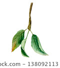 Watercolor hand drawn illustration of branch with leaves. Delicate, natural shades of green, light watercolor texture 138092113