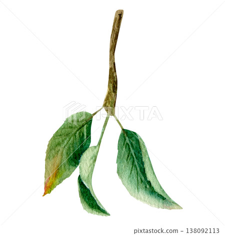 Watercolor hand drawn illustration of branch with leaves. Delicate, natural shades of green, light watercolor texture Watercolor hand drawn illustration of branch with leaves. Delicate, natural shades of green, light watercolor texture 138092113