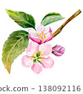 Watercolor hand drawn composition with apple pink flowers and buds on a green branch with leaves. 138092116