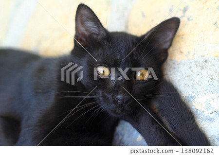 Cat with green eyes and interesting look, Cat portrait, 138092162