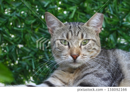 Cat with green eyes and interesting look, Cat portrait, Cat with green eyes and interesting look, Cat portrait, 138092166