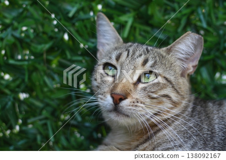 Cat with green eyes and interesting look, Cat portrait, 138092167