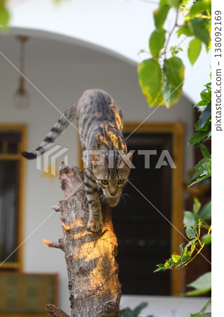 Cat with green eyes and interesting look, Cat portrait, Cat with green eyes and interesting look, Cat portrait, 138092169