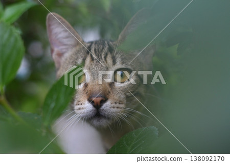 Cat with green eyes and interesting look, Cat portrait, Cat with green eyes and interesting look, Cat portrait, 138092170