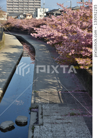 京都市伏見區淀川沿岸的河津櫻花 京都市伏見區淀川沿岸的河津櫻花 138092285