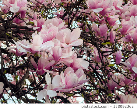 Magnolia tree covered with pink flowers. Seasonal flowering display, botanical diversity, outdoor photography theme, spring vegetation and urban park scenery Magnolia tree covered with pink flowers. Seasonal flowering display, botanical diversity, outdoor photography theme, spring vegetation and urban park scenery 138092362