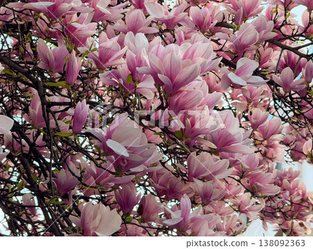 Closeup of white and pink magnolia flowers on branches in warm sunlight. Floral texture, botanical study, ornamental gardening, seasonal bloom detail and natural plant structure exploration Closeup of white and pink magnolia flowers on branches in warm sunlight. Floral texture, botanical study, ornamental gardening, seasonal bloom detail and natural plant structure exploration 138092363