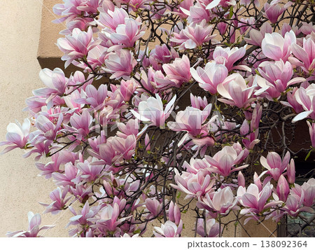 Dense magnolia blossoms covering branches near building wall in spring season. Floral abundance, urban landscaping, residential decoration, botanical richness and horticultural design concept. Dense magnolia blossoms covering branches near building wall in spring season. Floral abundance, urban landscaping, residential decoration, botanical richness and horticultural design concept. 138092364