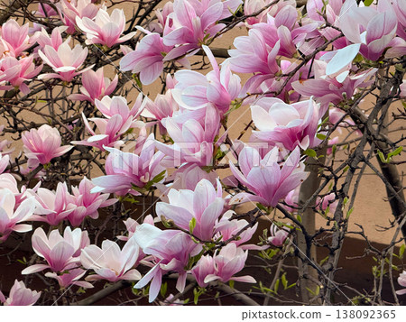 Magnolia tree in full bloom beside residential building under clear sky. Seasonal flowering, urban greenery, decorative planting, neighborhood landscaping and springtime environment concept 138092365
