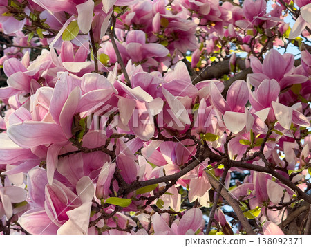 Magnolia tree full of pink blossoms spreading wide branches in urban garden. Abundant flowering, seasonal landscaping, residential greenery, decorative horticulture and springtime city environment Magnolia tree full of pink blossoms spreading wide branches in urban garden. Abundant flowering, seasonal landscaping, residential greenery, decorative horticulture and springtime city environment 138092371