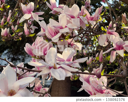 Magnolia tree covered with pink flowers. Seasonal flowering display, botanical diversity, outdoor photography theme, spring vegetation and urban park scenery Magnolia tree covered with pink flowers. Seasonal flowering display, botanical diversity, outdoor photography theme, spring vegetation and urban park scenery 138092376