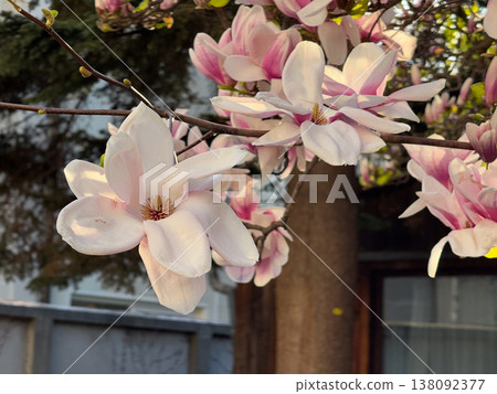 Closeup of white and pink magnolia flowers on branches in warm sunlight. Floral texture, botanical study, ornamental gardening, seasonal bloom detail and natural plant structure exploration Closeup of white and pink magnolia flowers on branches in warm sunlight. Floral texture, botanical study, ornamental gardening, seasonal bloom detail and natural plant structure exploration 138092377