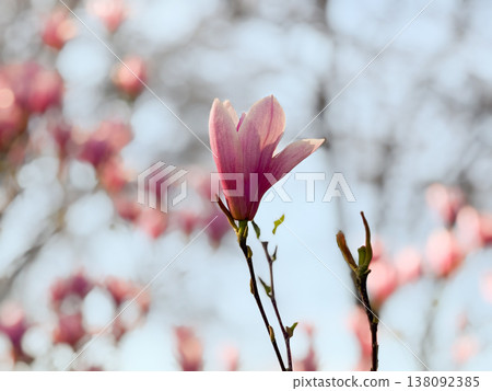 Closeup of white and pink magnolia flowers on branches in warm sunlight. Floral texture, botanical study, ornamental gardening, seasonal bloom detail and natural plant structure exploration 138092385