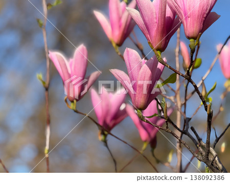 Closeup of white and pink magnolia flowers on branches in warm sunlight. Floral texture, botanical study, ornamental gardening, seasonal bloom detail and natural plant structure exploration Closeup of white and pink magnolia flowers on branches in warm sunlight. Floral texture, botanical study, ornamental gardening, seasonal bloom detail and natural plant structure exploration 138092386