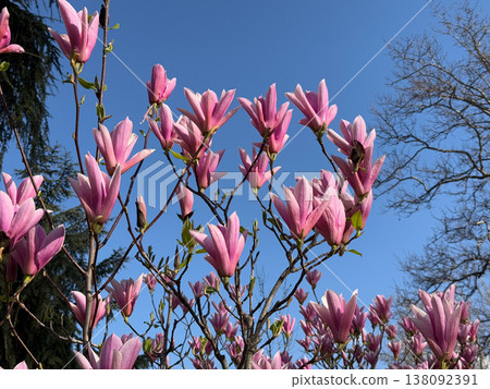 Pink magnolia buds opening against blue sky in early spring sunlight. Seasonal bloom, botanical detail, garden planting inspiration, urban nature awakening and floral growth cycle Pink magnolia buds opening against blue sky in early spring sunlight. Seasonal bloom, botanical detail, garden planting inspiration, urban nature awakening and floral growth cycle 138092391