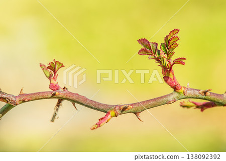 Young leaves of roses in green and red colors in spring on a blurred green background. Young leaves of roses in green and red colors in spring on a blurred green background. 138092392