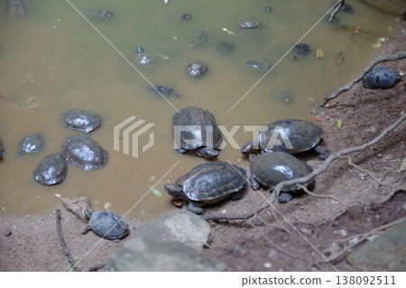 Turtles in Paradise Cave, Ipoh, Malaysia Turtles in Paradise Cave, Ipoh, Malaysia 138092511