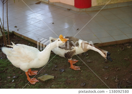 Goose in Gok Lok Cave, Ipoh, Malaysia Goose in Gok Lok Cave, Ipoh, Malaysia 138092580